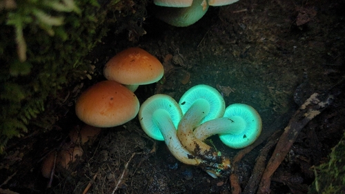 Hypholoma sublateritium