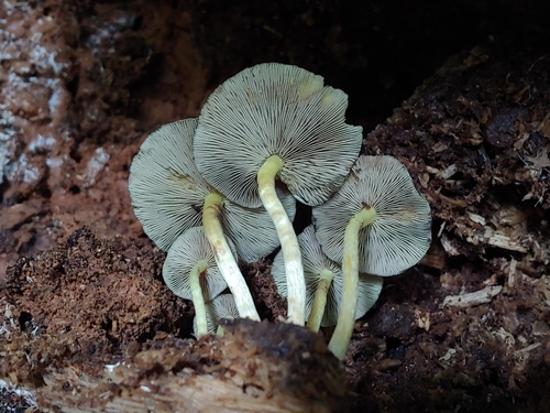 Hypholoma subviride — photo