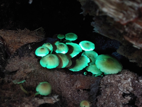 Hypholoma subviride — photo