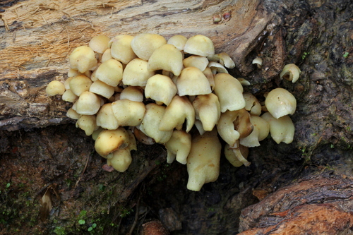 Hypholoma subviride