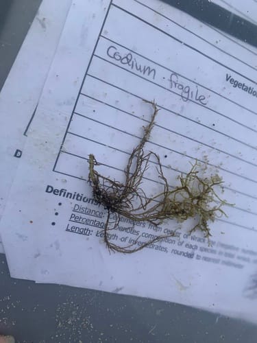 Hypnea musciformis var. muscoides — photo