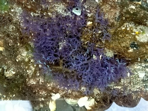 Hypnea pannosa — photo