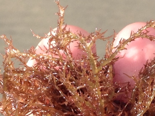Hypnea valentiae — photo