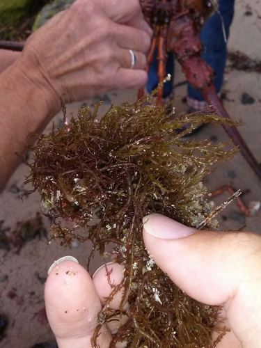 Hypnea valentiae