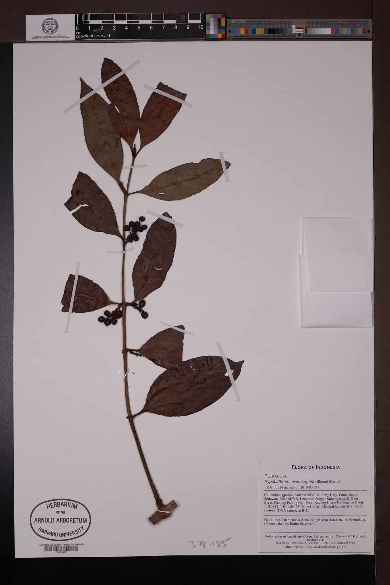 Hypobathrum microcarpum (Brasswood) — photo