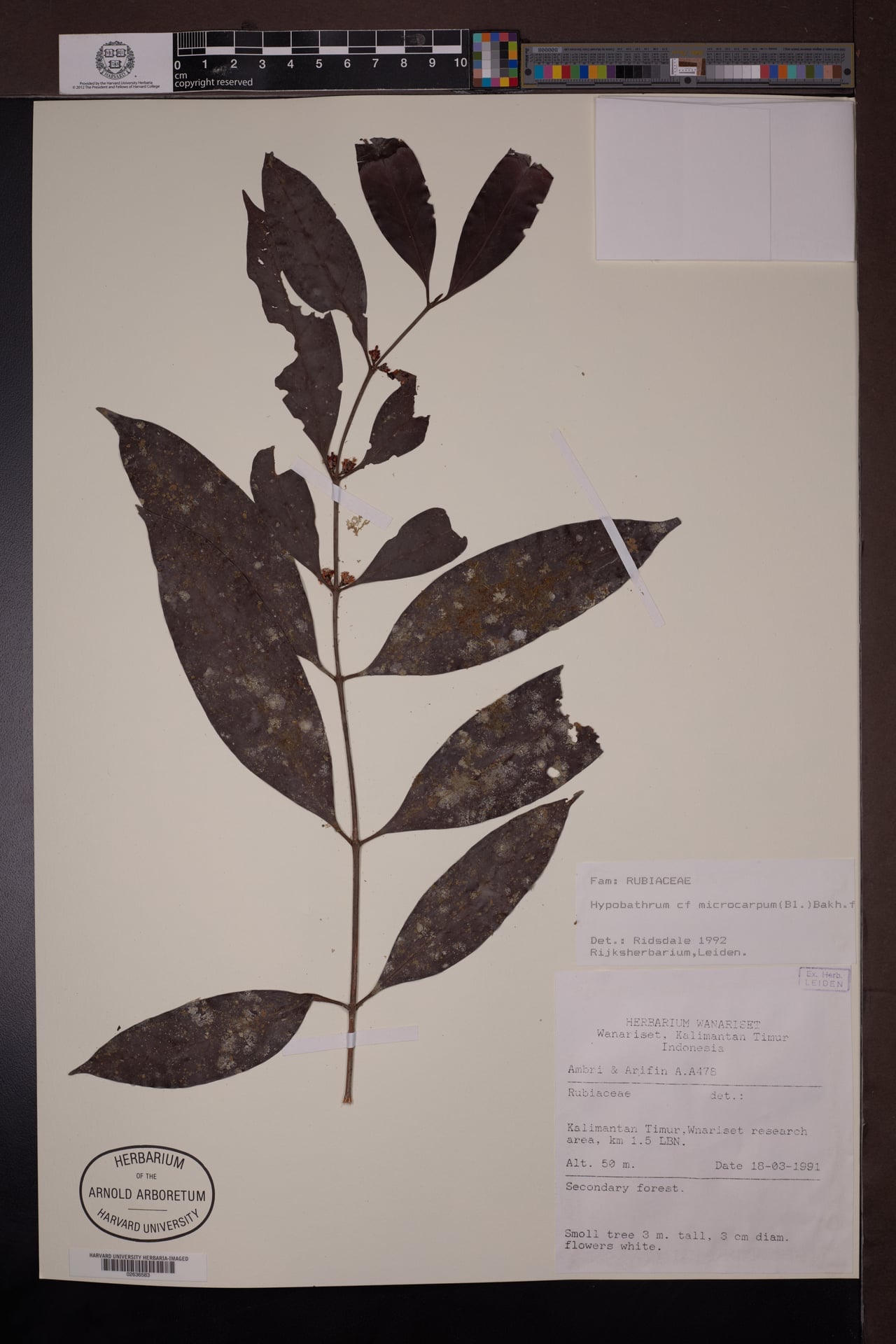 Hypobathrum microcarpum (Brasswood) — photo