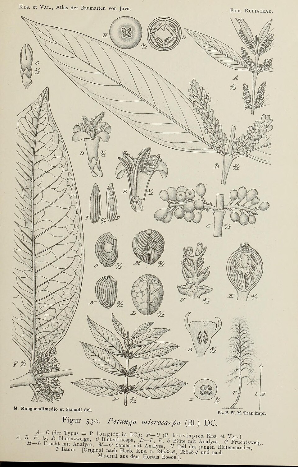 Hypobathrum microcarpum
