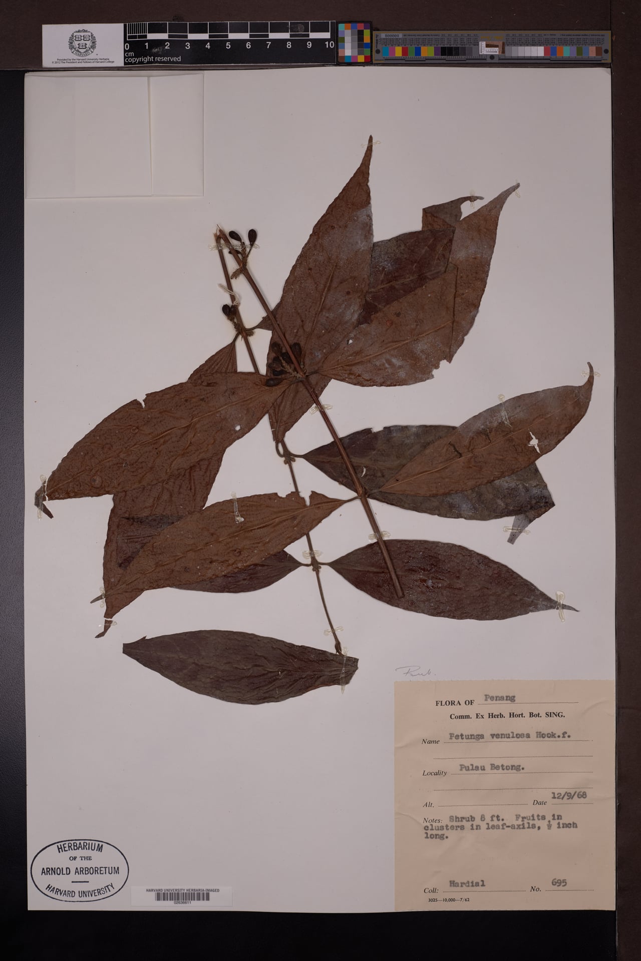 Hypobathrum venulosum — photo