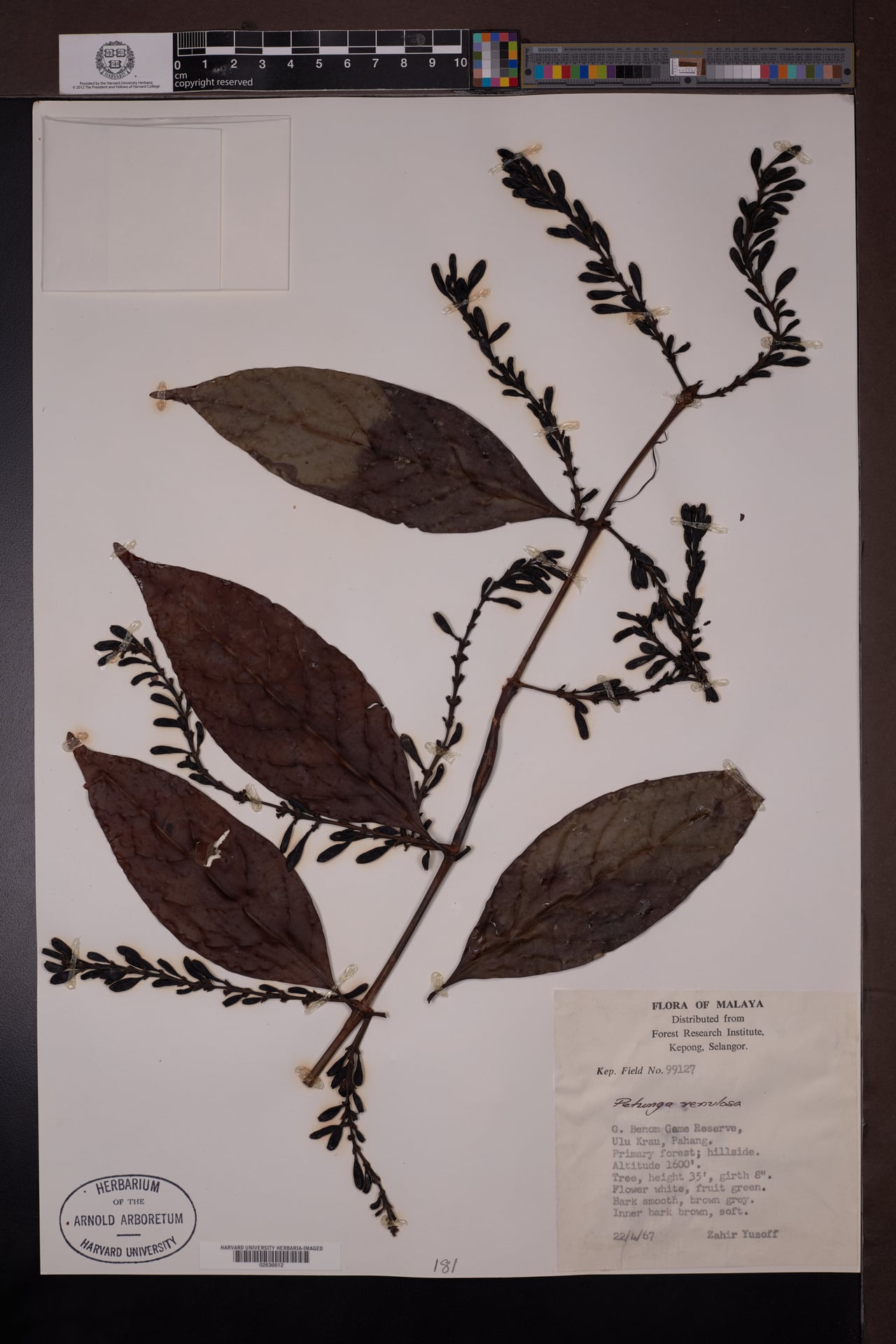Hypobathrum venulosum — photo