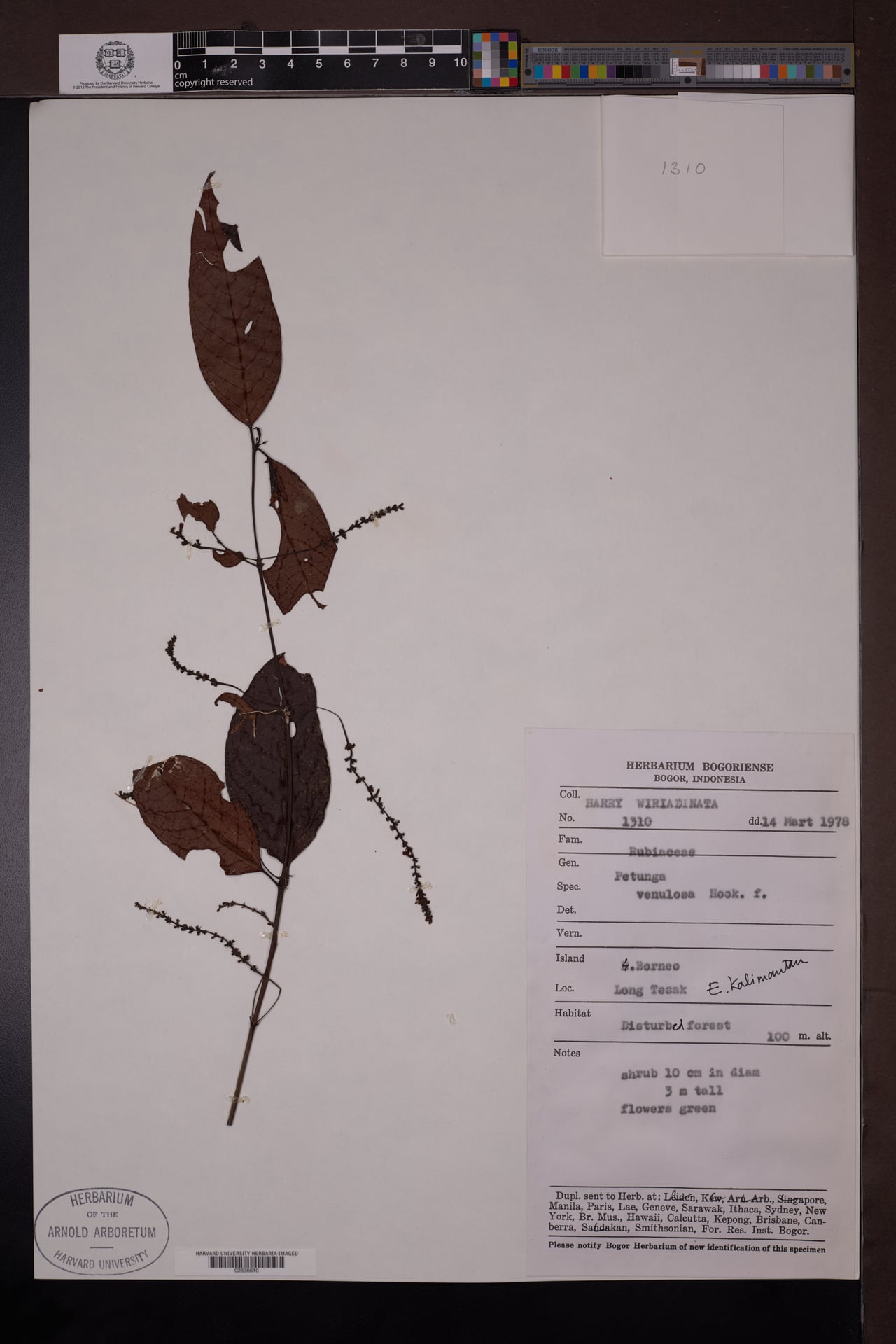 Hypobathrum venulosum