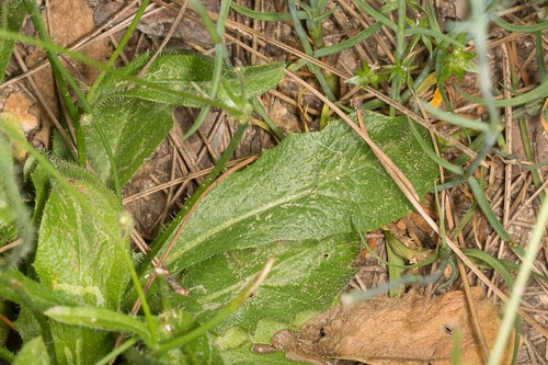Hypochaeris achyrophorus — photo
