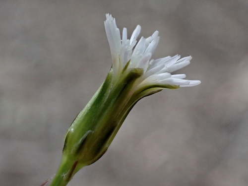 Hypochaeris brasiliensis (Brazilian cat's ear) — photo
