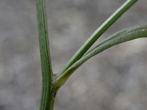 Hypochaeris brasiliensis (Brazilian cat's ear) — photo