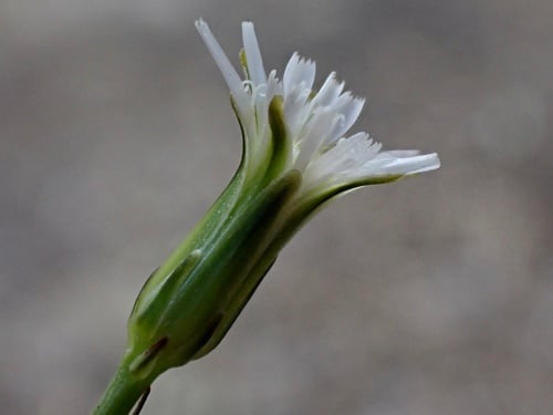 Hypochaeris brasiliensis