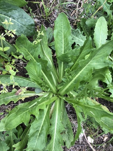 Hypochaeris chillensis — photo