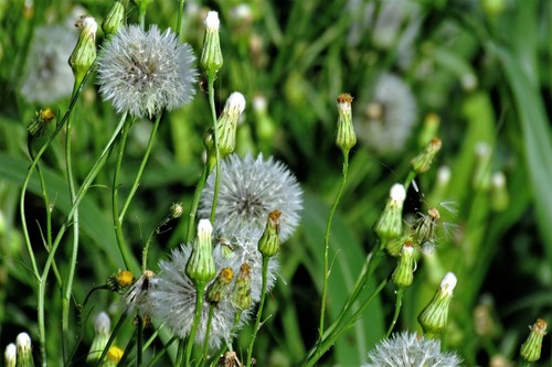 Hypochaeris chillensis — photo