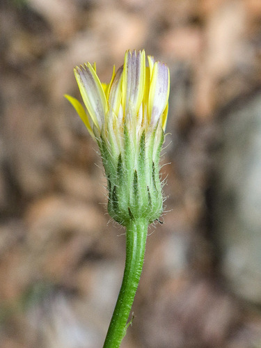 Hypochaeris cretensis (Costolina cretese) — photo
