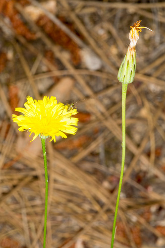 Hypochaeris cretensis (Costolina cretese) — photo
