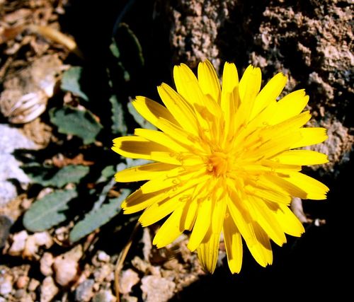Hypochaeris cretensis