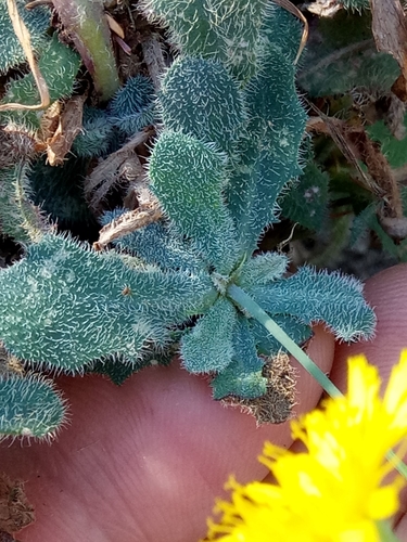 Hypochaeris laevigata (Costolina levigata) — photo