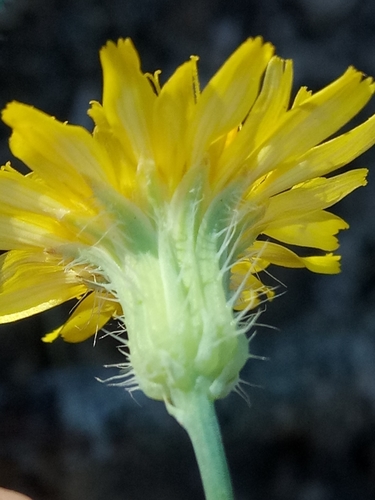 Hypochaeris laevigata (Costolina levigata) — photo