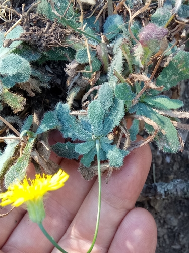 Hypochaeris laevigata