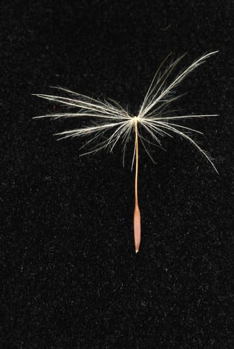 Hypochaeris radicata subsp. neapolitana (Costolina giuncolina) — photo