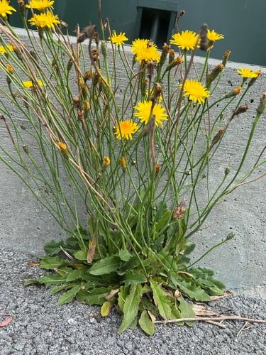 Hypochaeris radicata subsp. neapolitana