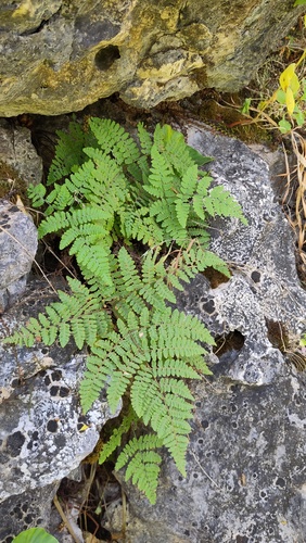 Hypodematium crenatum — photo