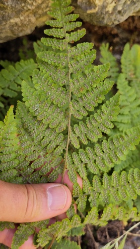 Hypodematium crenatum — photo