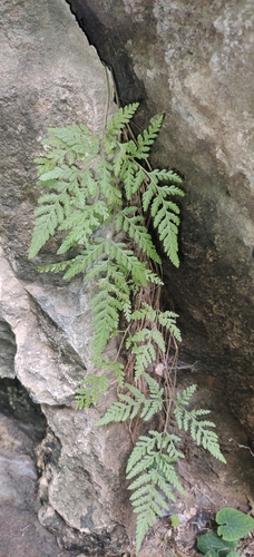 Hypodematium crenatum