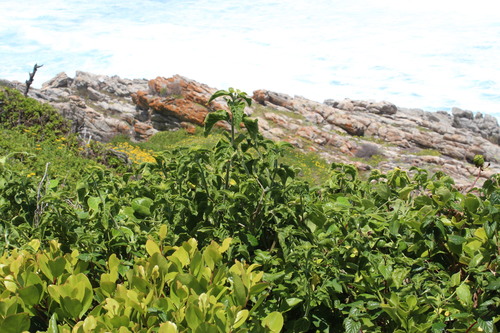 Hypoestes aristata (Ribbon bush) — photo