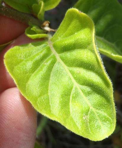 Hypoestes aristata (Ribbon bush) — photo