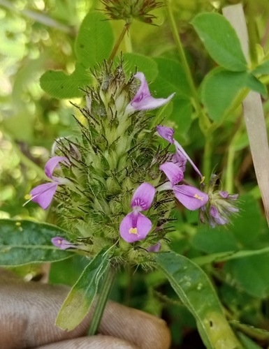 Hypoestes cancellata — photo