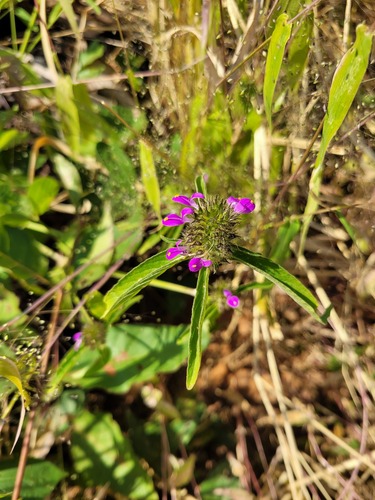 Hypoestes cancellata
