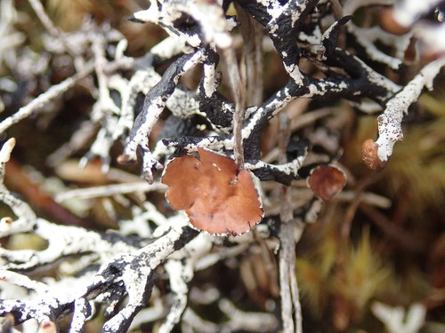 Hypogymnia lugubris var. sublugubris (Puffed shield lichen) — photo