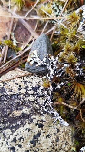 Hypogymnia lugubris var. sublugubris (Puffed shield lichen) — photo