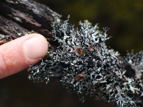 Hypogymnia lugubris var. sublugubris