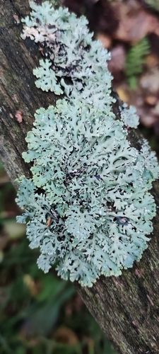 Hypogymnia physodes (Lichen) — photo