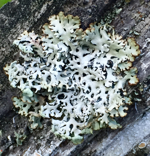 Hypogymnia physodes (Lichen) — photo