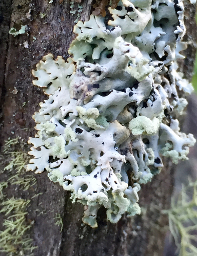 Hypogymnia physodes