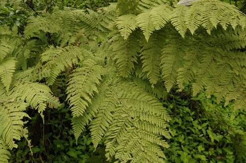 Hypolepis hostilis — photo