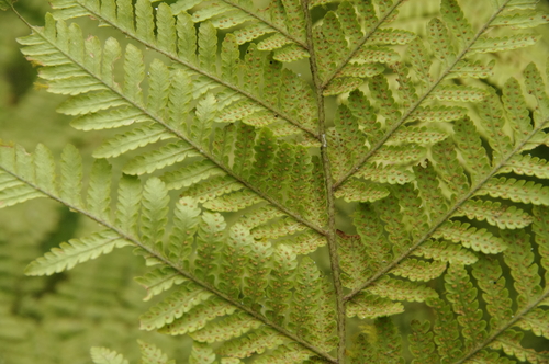 Hypolepis hostilis — photo