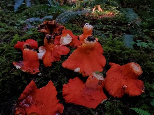 Hypomyces lactifluorum (Lobster mushroom) — photo