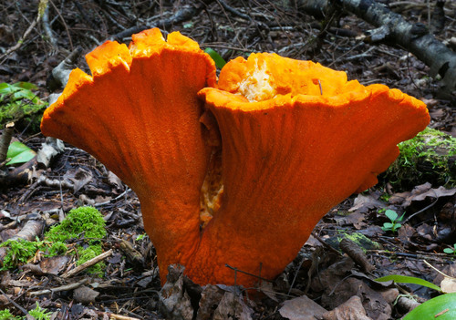 Hypocreaceae