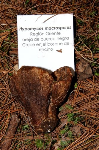 Hypomyces macrosporus — photo
