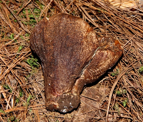 Hypomyces macrosporus