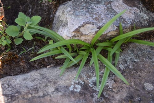 Hypoxis angustifolia (Slender star lily) — photo