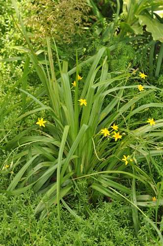 Hypoxis angustifolia