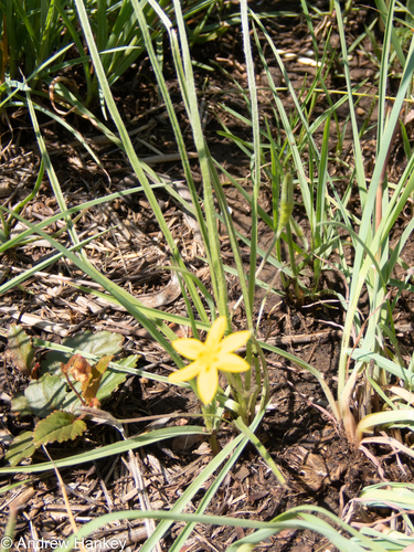 Hypoxis argentea (Small yellow star-flowers) — photo